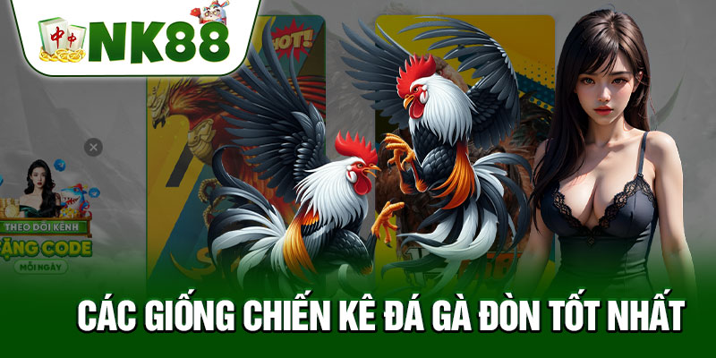 Các Giống Chiến Kê Đá Gà Đòn Tốt Nhất